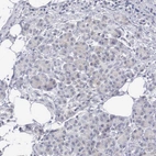 Immunohistochemical staining of human Pancreas shows very weak nuclear positivity in exocrine glandular cells.