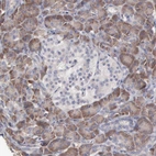 Immunohistochemical staining of human pancreas shows moderate to strong cytoplasmic positivity in exocrine glandular cells.