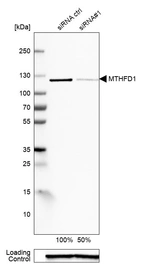 Western blot analysis in A-431 cells transfected with control siRNA, target specific siRNA probe #1, using Anti-MTHFD1 antibody. Remaining relative intensity is presented. Loading control: Anti-GAPDH.