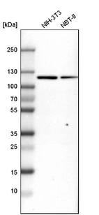 Western blot analysis in mouse cell line NIH-3T3 and rat cell line NBT-II.