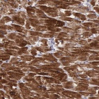 Anti-C22orf29 Antibody