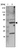 Anti-C22orf29 Antibody
