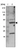 Anti-C22orf29 Antibody
