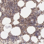 Immunohistochemical staining of human bone marrow shows high expression.