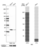 Western blot analysis in human cell lines MCF-7 and HeLa using Anti-BID antibody. Corresponding BID RNA-seq data are presented for the same cell lines. Loading control: Anti-HSP90B1.