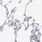 Anti-SPIN3 Antibody