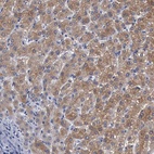 Immunohistochemical staining of human liver shows high expression.