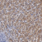 Immunohistochemical staining of human liver shows high expression.
