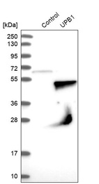 Western blot analysis in control (vector only transfected HEK293T lysate) and UPB1 over-expression lysate (Co-expressed with a C-terminal myc-DDK tag (~3.1 kDa) in mammalian HEK293T cells, LY414060).