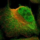 Immunofluorescent staining of human cell line U-2 OS shows localization to nucleoplasm, plasma membrane & cytosol.