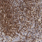 Immunohistochemical staining of human spleen shows high expression.