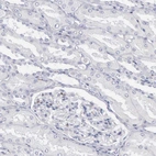 Immunohistochemical staining of human kidney shows low expression as expected.