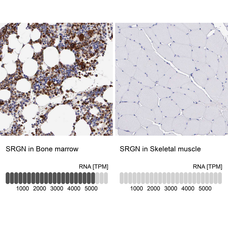 Anti-SRGN Antibody
