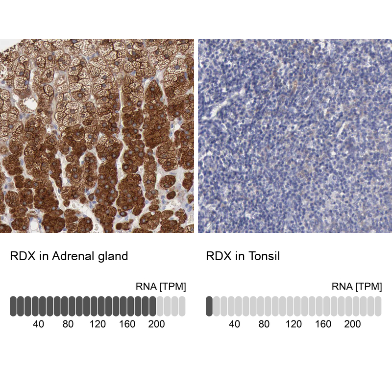 Anti-RDX Antibody