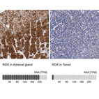 Anti-RDX Antibody