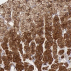 Immunohistochemical staining of human adrenal gland shows strong membranous and cytoplasmic positivity in glandular cells.