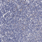 Anti-RDX Antibody