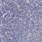 Immunohistochemical staining of human tonsil shows negative to very weak membranous positivity in non-germinal center cells.