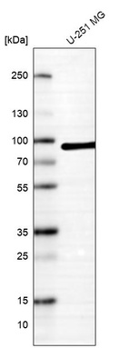 Western blot analysis in human cell line U-251 MG.
