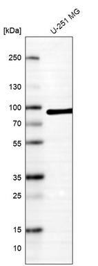 Anti-RDX Antibody