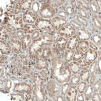 Immunohistochemical staining of human kidney shows moderate granular cytoplasmic positivity.