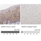 Anti-CKAP4 Antibody