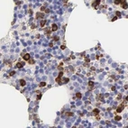 Immunohistochemical staining of human bone marrow using Anti-CKAP4 antibody HPA000792.