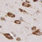 Immunohistochemical staining of human cerebral cortex using Anti-CKAP4 antibody HPA000792.