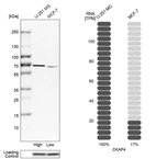 Western blot analysis in human cell lines U-251MG and MCF-7 using Anti-CKAP4 antibody. Corresponding CKAP4 RNA-seq data are presented for the same cell lines. Loading control: Anti-PPIB.