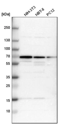 Western blot analysis in mouse cell line NIH-3T3, rat cell line NBT-II and rat cell line pC12.