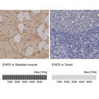 Anti-ENO3 Antibody