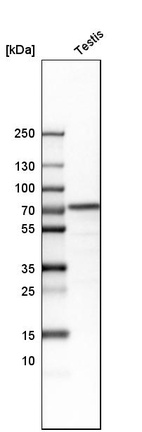 Western blot analysis in human testis tissue.