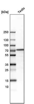 Western blot analysis in human testis tissue.