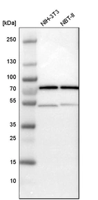 Western blot analysis in mouse cell line NIH-3T3 and rat cell line NBT-II.