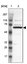 Anti-GRK3 Antibody