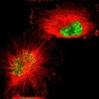 Immunofluorescent staining of human cell line U-251 MG shows localization to nucleus.