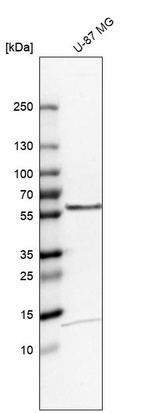 Anti-TOM1 Antibody