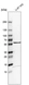 Anti-TOM1 Antibody