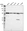 Anti-TOM1 Antibody