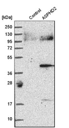 Western blot analysis in control (vector only transfected HEK293T lysate) and aSPHD2 over-expression lysate (Co-expressed with a C-terminal myc-DDK tag (~3.1 kDa) in mammalian HEK293T cells, LY412486).
