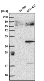 Western blot analysis in control (vector only transfected HEK293T lysate) and aSPHD2 over-expression lysate (Co-expressed with a C-terminal myc-DDK tag (~3.1 kDa) in mammalian HEK293T cells, LY412486).