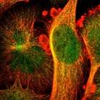 Immunofluorescent staining of human cell line U-251 MG shows localization to nucleus, cytosol & microtubules.