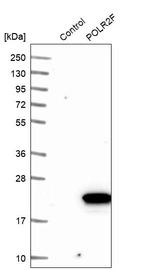 Western blot analysis in control (vector only transfected HEK293T lysate) and POLR2F over-expression lysate (Co-expressed with a C-terminal myc-DDK tag (~3.1 kDa) in mammalian HEK293T cells, LY411849).