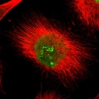 Immunofluorescent staining of human cell line U-251 MG shows localization to nucleus & nucleoli fibrillar center.