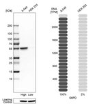 Western blot analysis in human cell lines A-549 and HEK293 using Anti-G6PD antibody. Corresponding G6PD RNA-seq data are presented for the same cell lines. Loading control: Anti-HSP90B1.