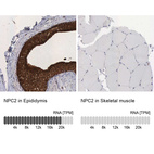 Anti-NPC2 Antibody