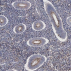 Immunohistochemical staining of human endometrium shows weak granular cytoplasmic positivity in glandular cells.