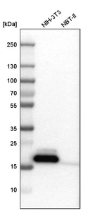Western blot analysis in mouse cell line NIH-3T3 and rat cell line NBT-II.