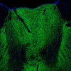 Immunofluorescence staining of mouse thalamus shows strong positivity in the paraventricular thalamic nucleus.