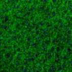 Immunofluorescence staining of mouse insular cortex shows strong immunoreactivity in synapses.